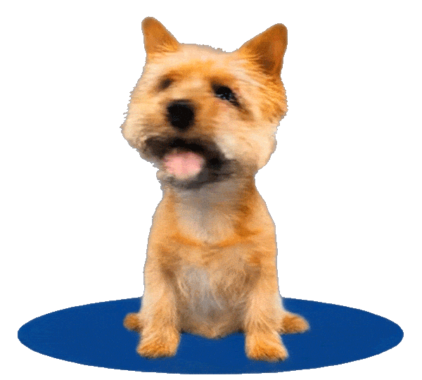apawpacho alimento para perros